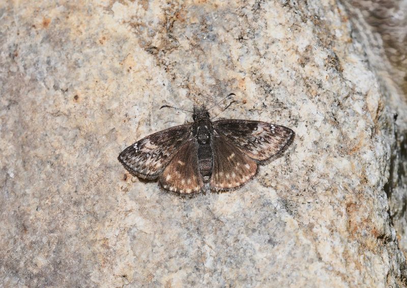 Duskywing, Persius