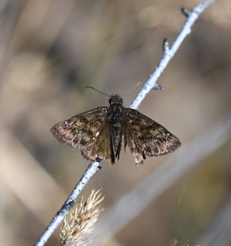 Duskywing, Pacuvius