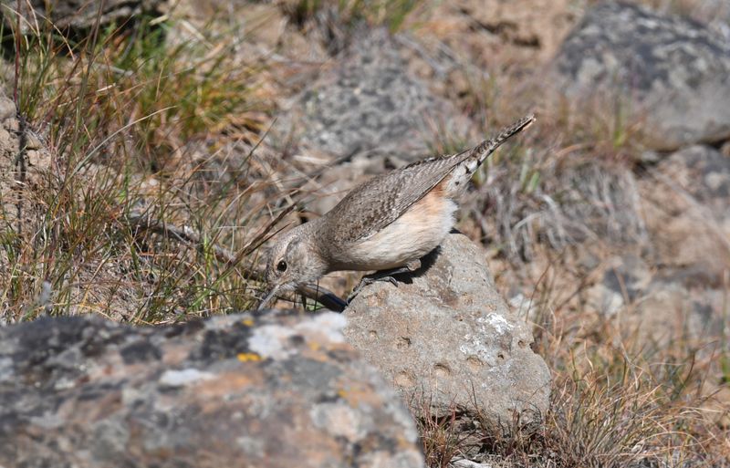Rock Wren