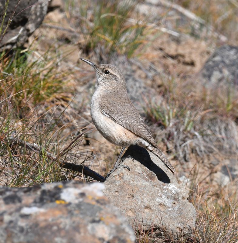 Rock Wren