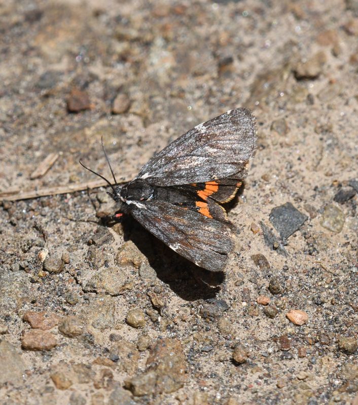 Moth