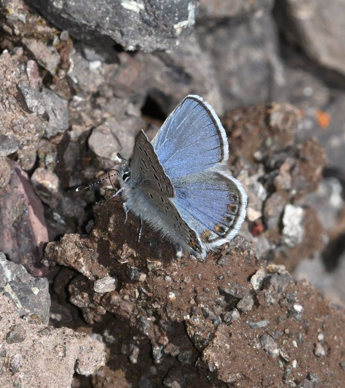 KDB_9471a.JPG