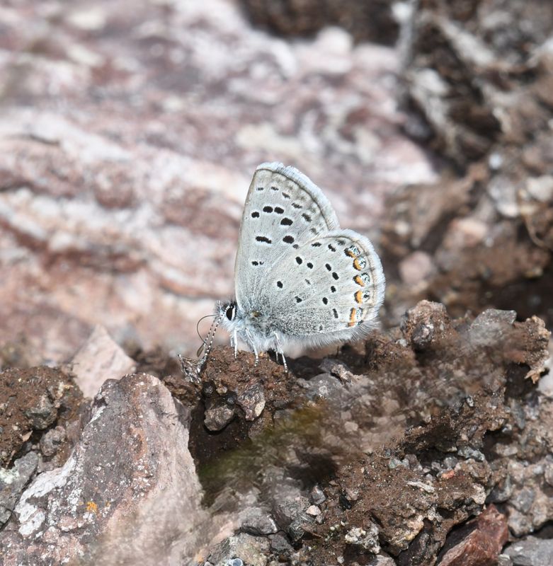 KDB_9562a.JPG