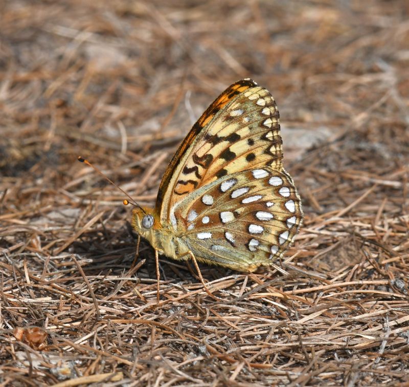 KDB_0709a.JPG