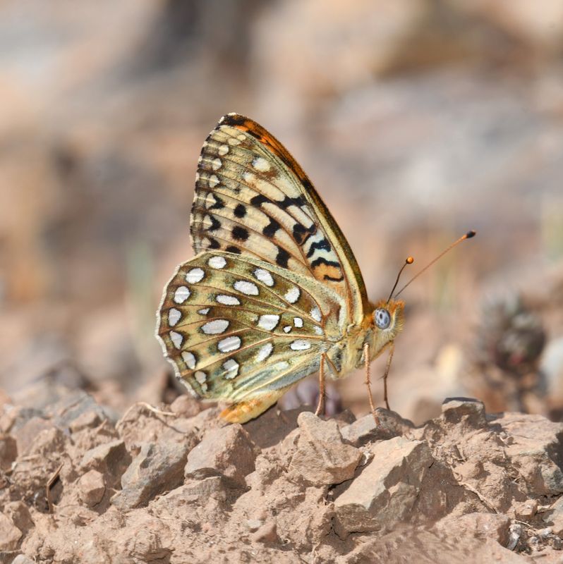 KDB_0717a.JPG