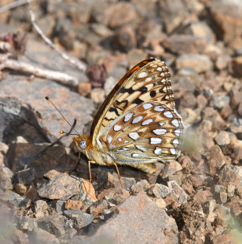 KDB_0726a.JPG