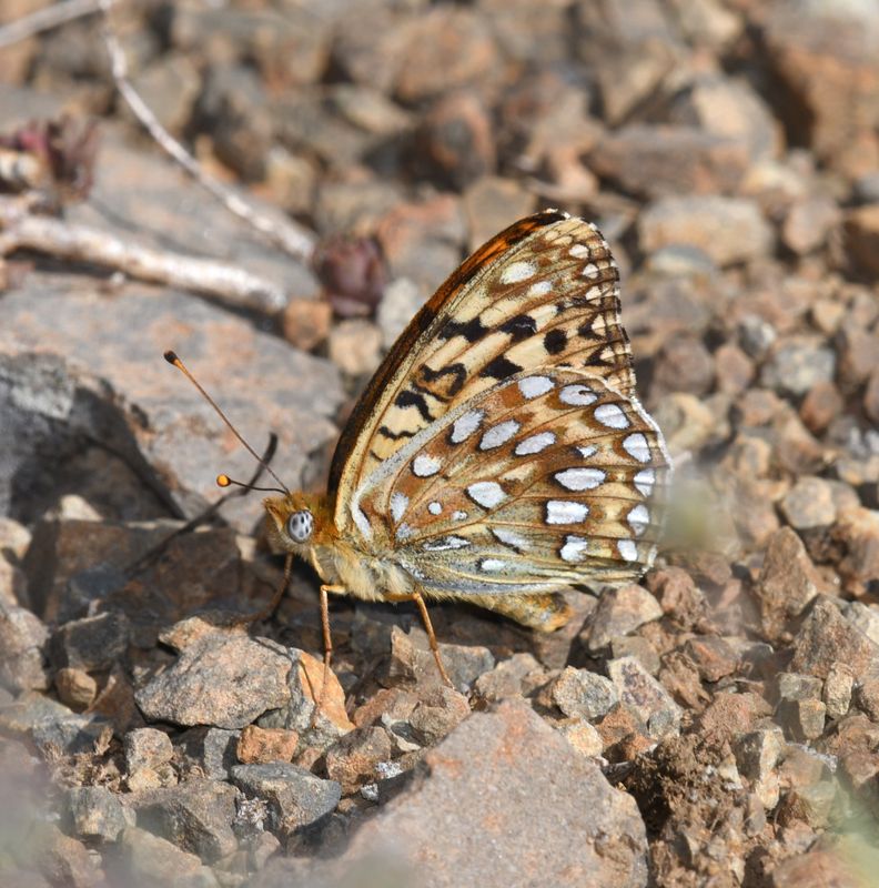 KDB_0726a.JPG