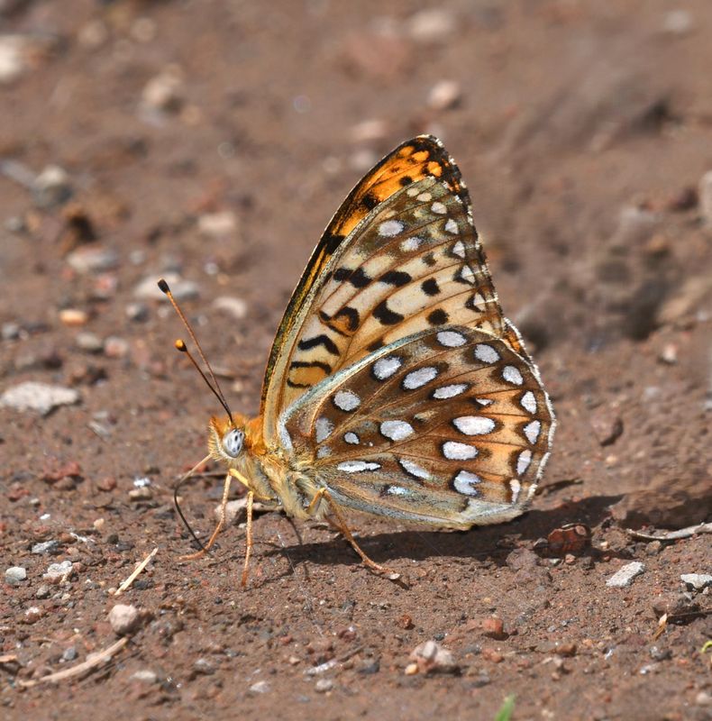 KDB_0830a.JPG