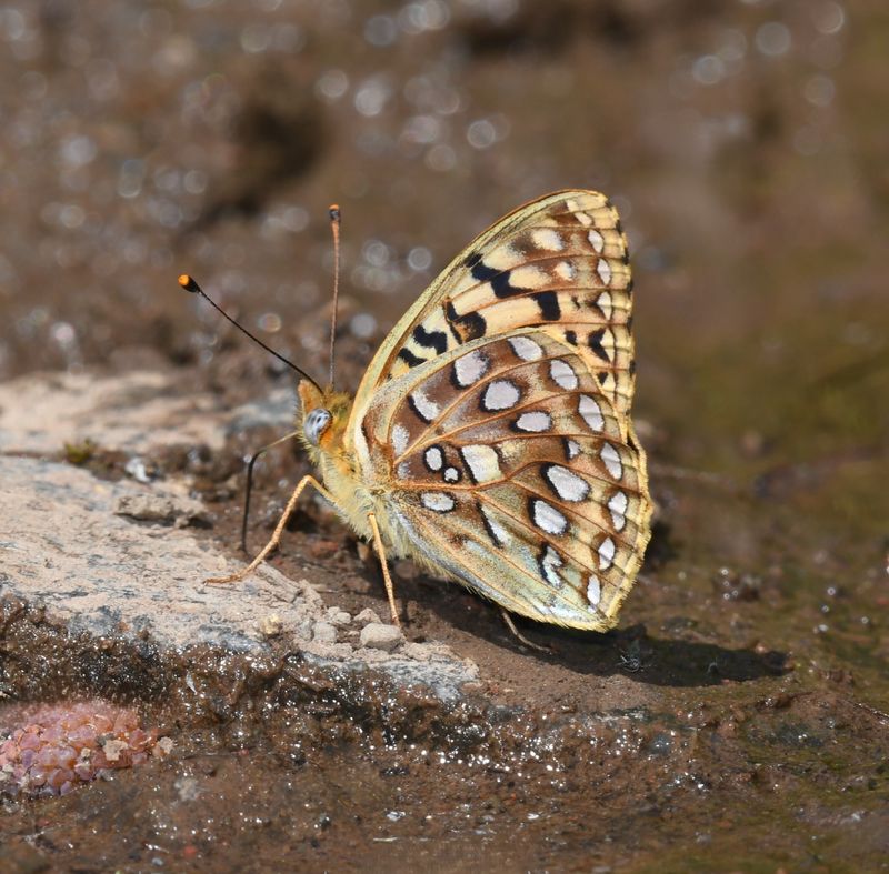 KDB_0860a.JPG