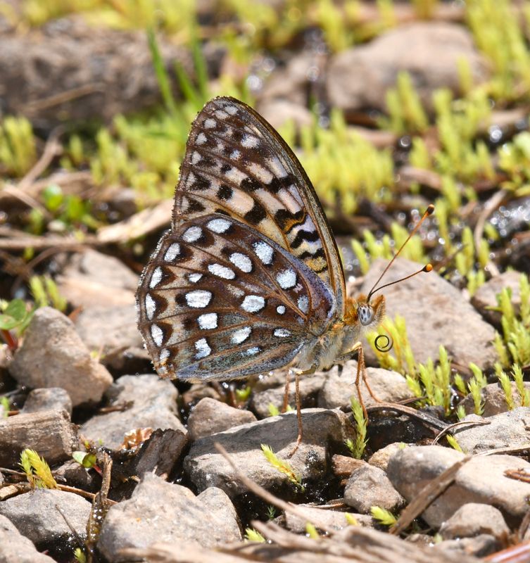 KDB_0874a.JPG