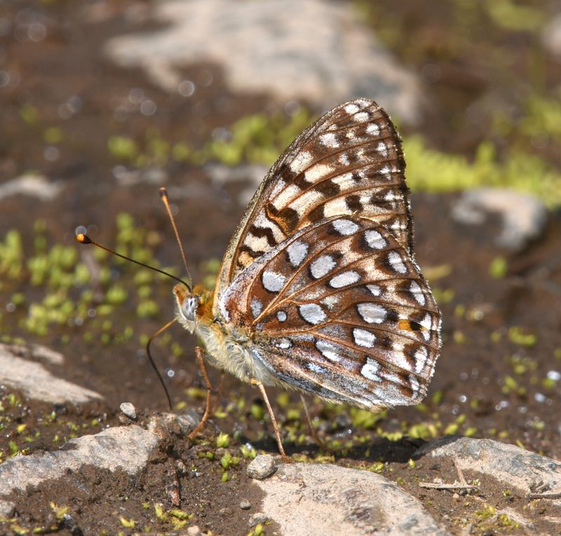 KDB_0883a.JPG