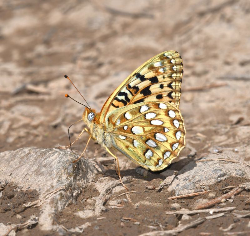 KDB_0908.JPG