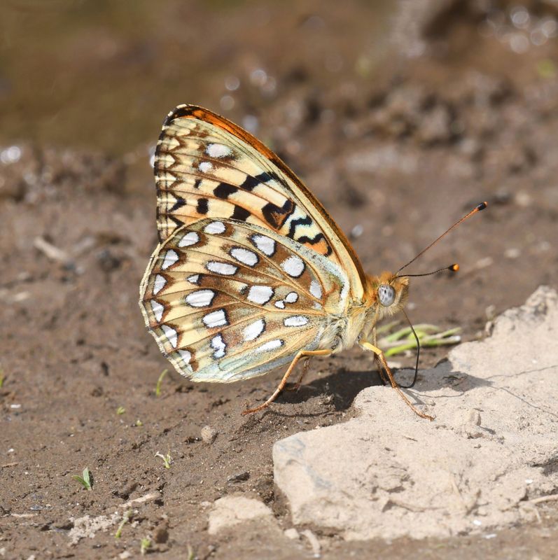 KDB_0942a.JPG