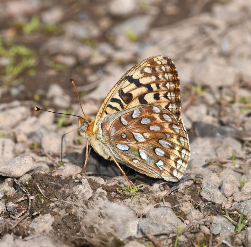 KDB_0978aa.JPG