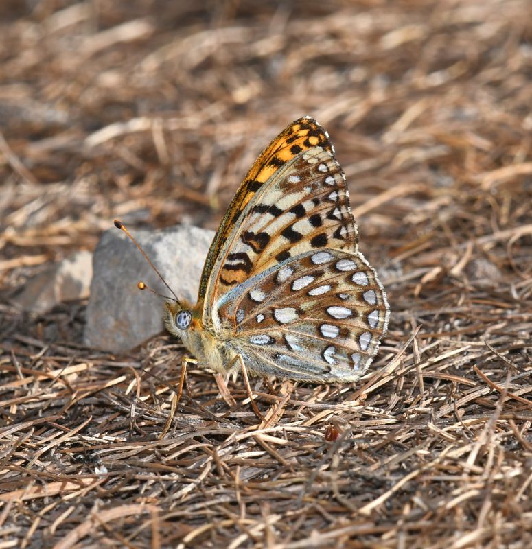 KDB_0995a.JPG