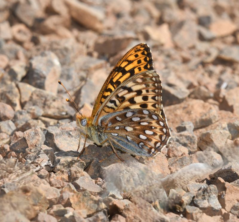 KDB_1064a.JPG