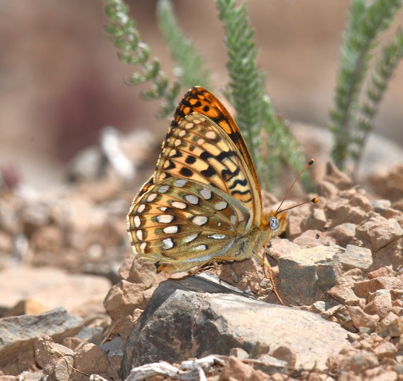 KDB_1160.JPG