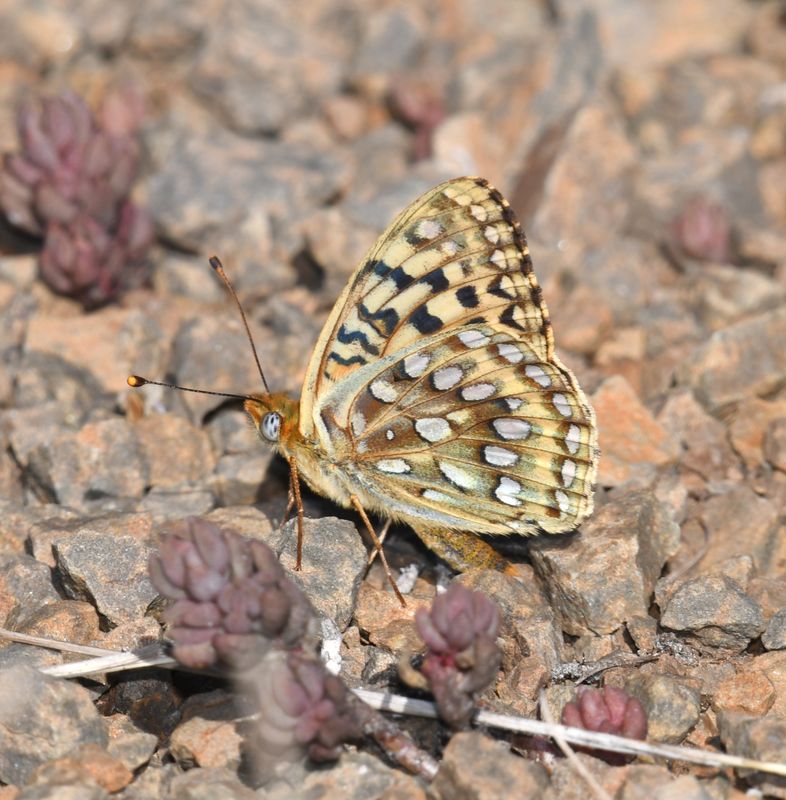 KDB_1175a.JPG