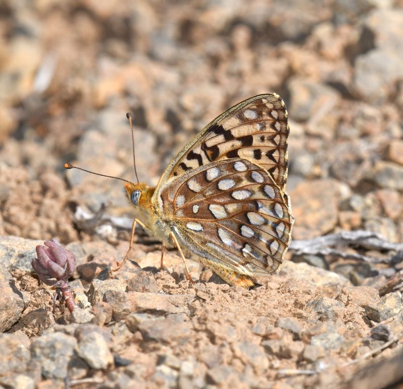 KDB_1200a.JPG