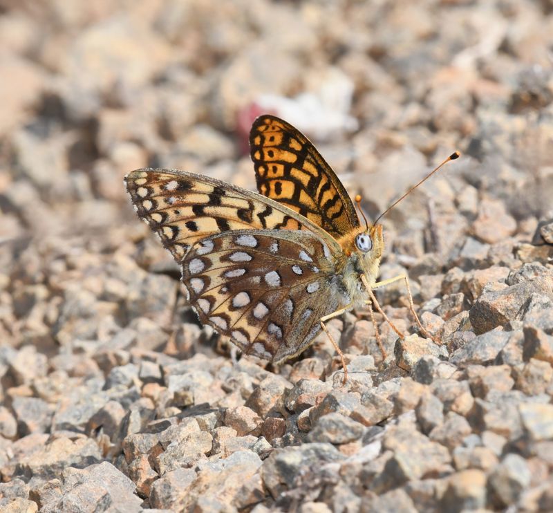KDB_1229a.JPG