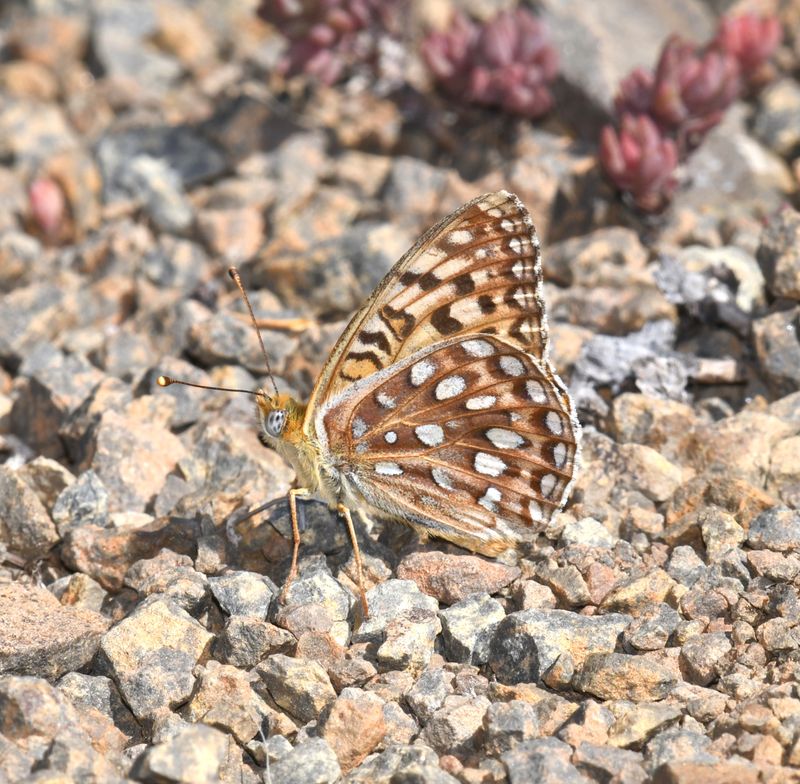 KDB_1235a.JPG