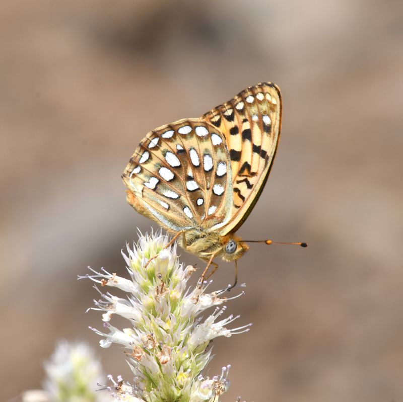 KDB_1246a.JPG