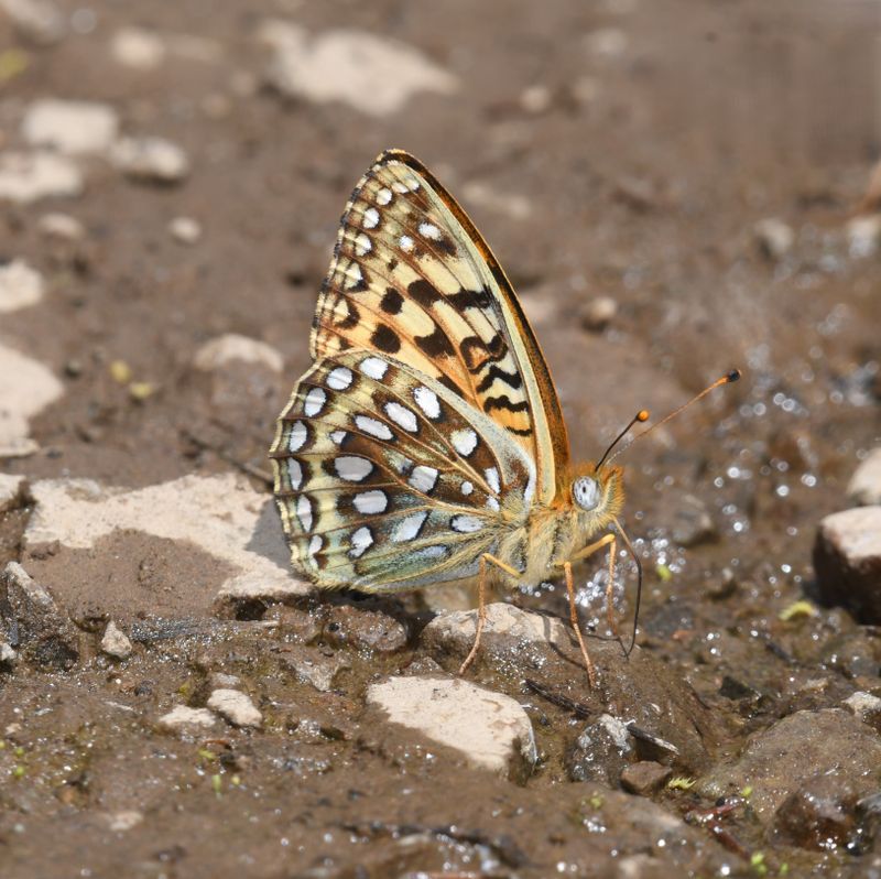 KDB_1269.JPG