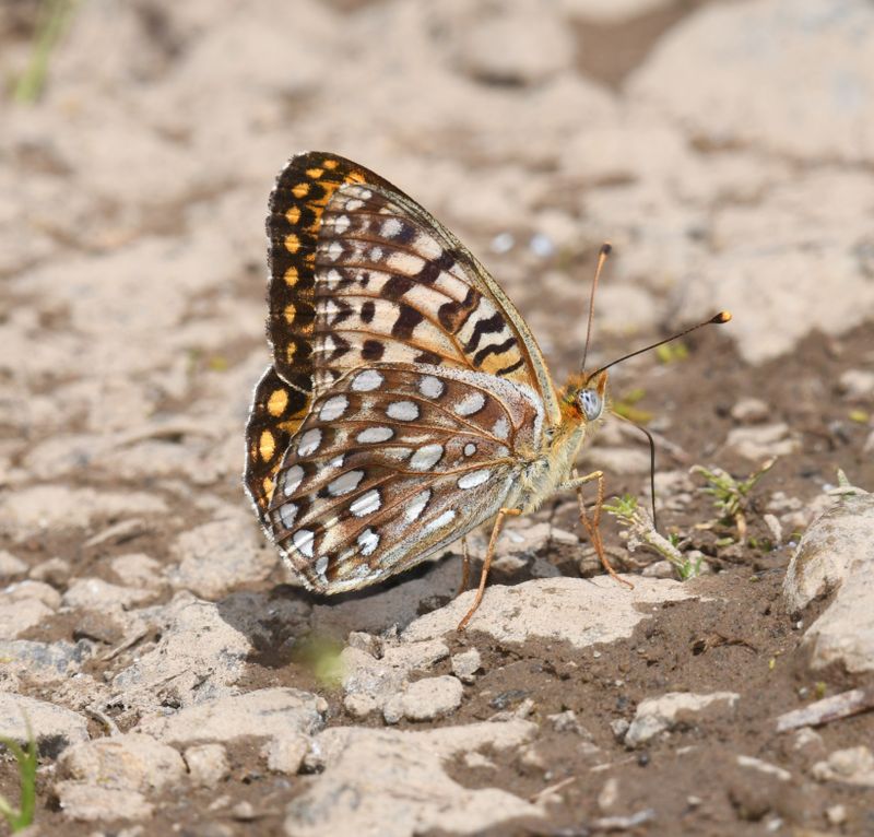 KDB_1280a.JPG