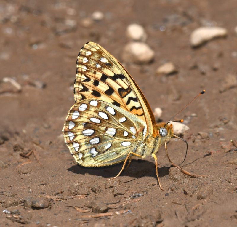 KDB_1363a.JPG
