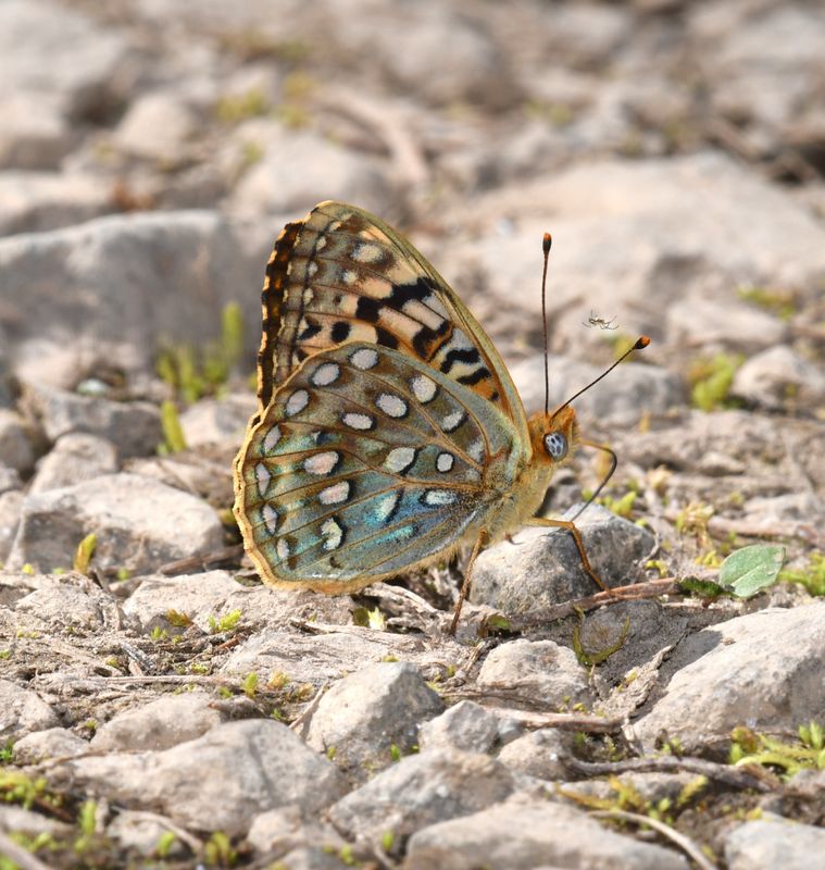 KDB_1472a.JPG