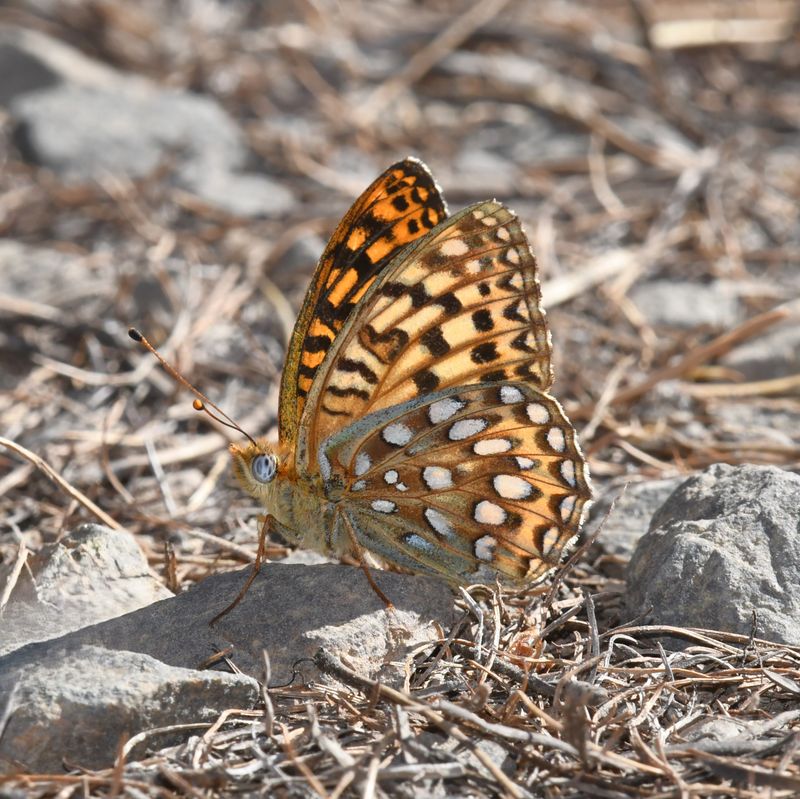 KDB_0681a.JPG