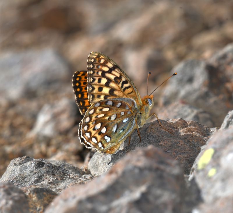 KDB_0698a.JPG