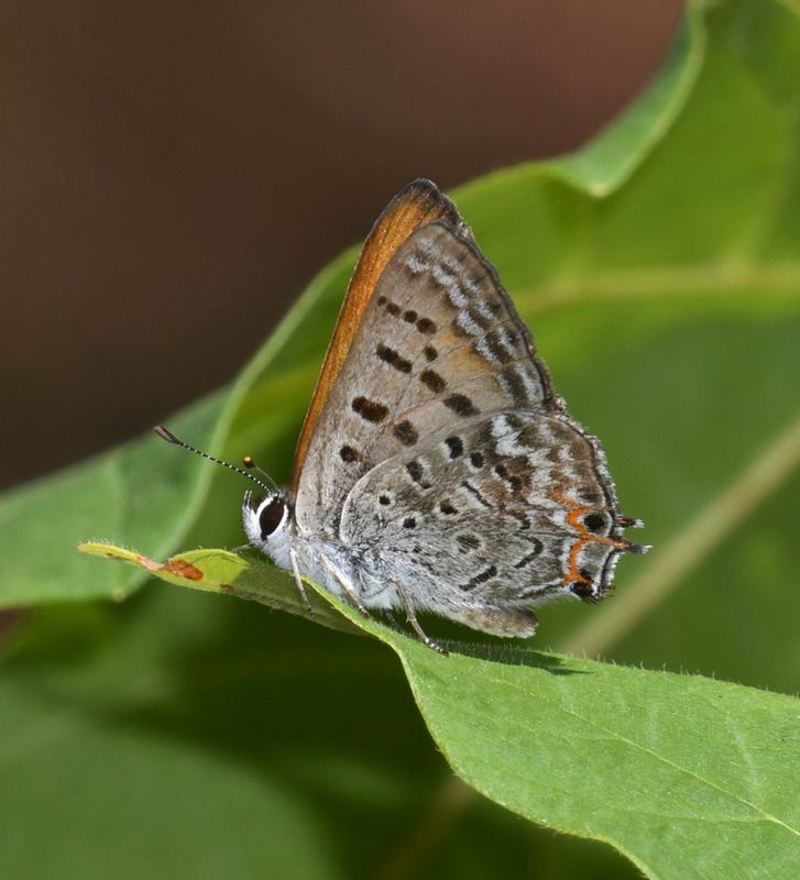 KDB_2740a.JPG