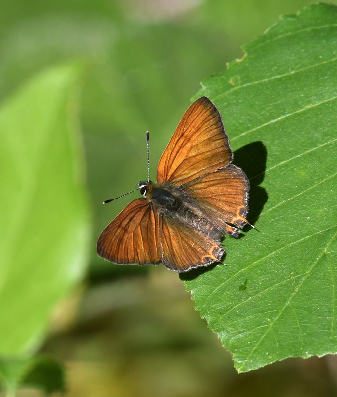 KDB_3029a.JPG