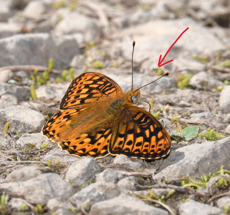 KDB_1470a.JPG