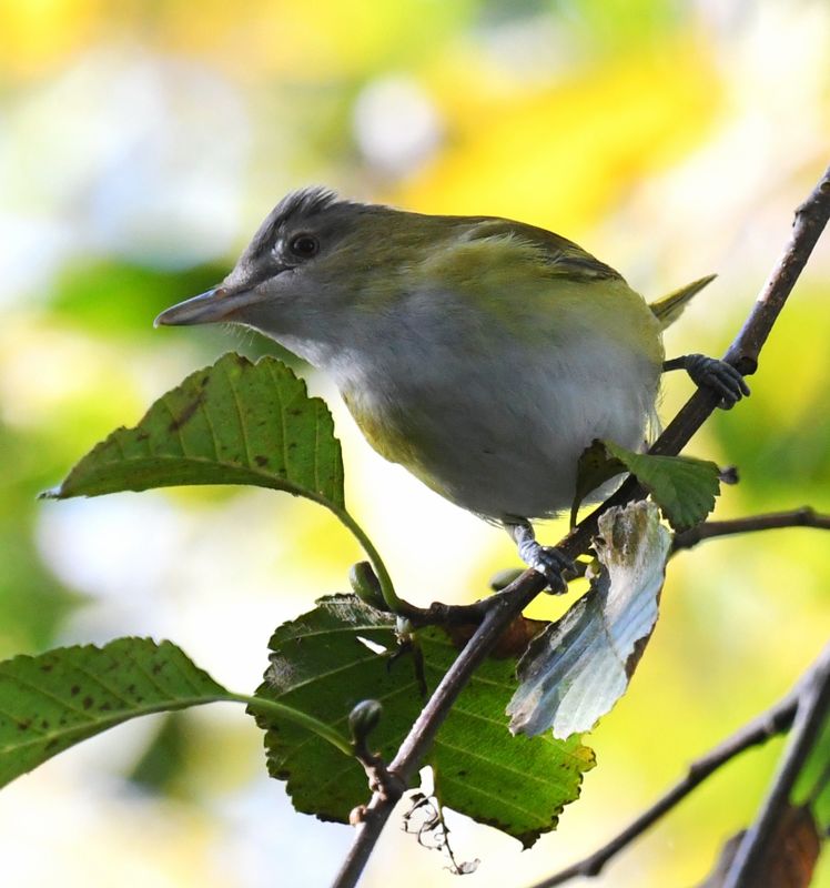 Yellow-green Vireo