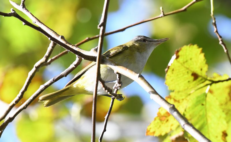 Yellow-green Vireo
