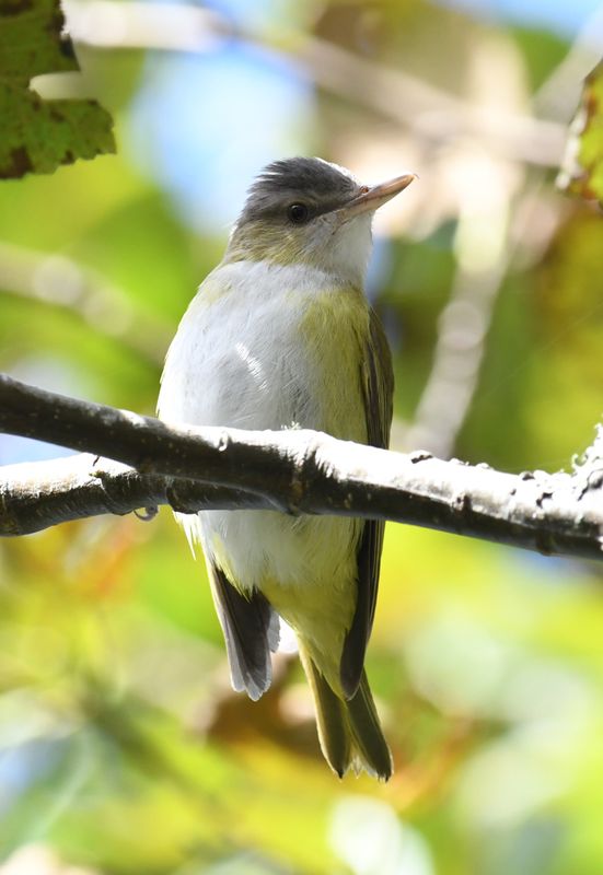 Yellow-green Vireo