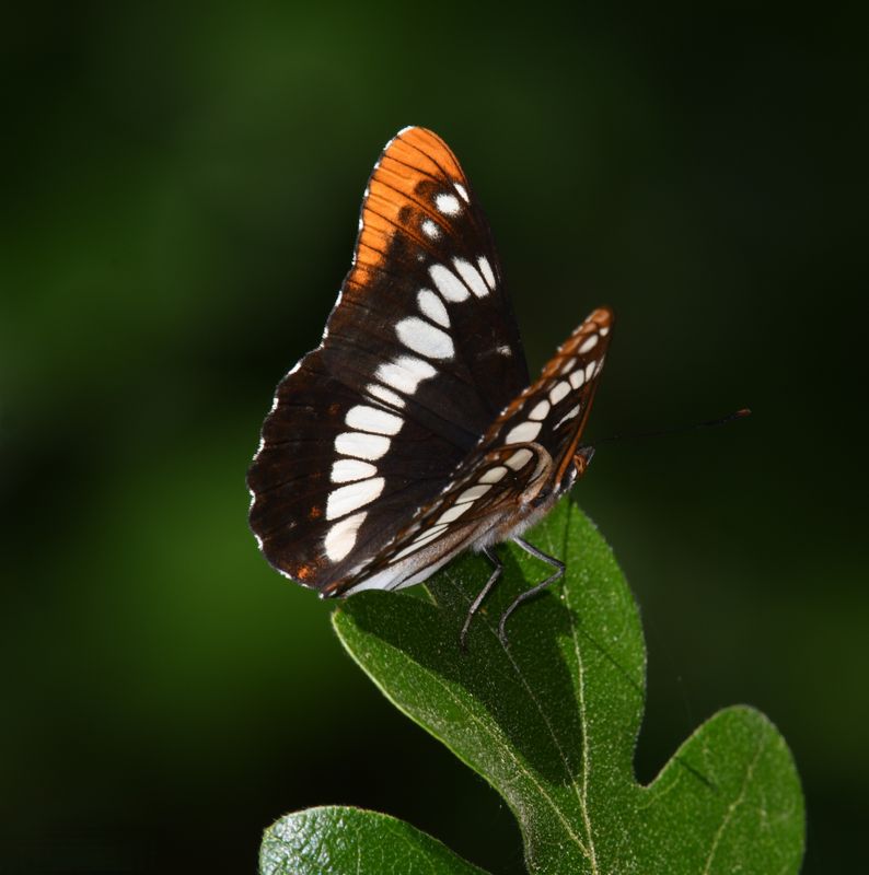 Lorquin's Admiral: Limenitis lorquini
