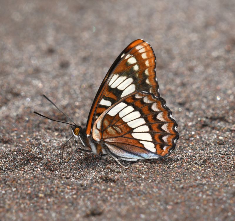 Lorquin's Admiral: Limenitis lorquini