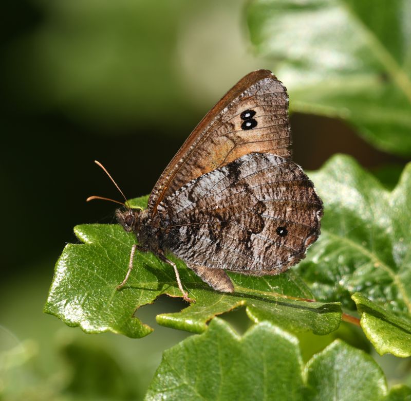 Great Arctic: Oeneis nevadensis