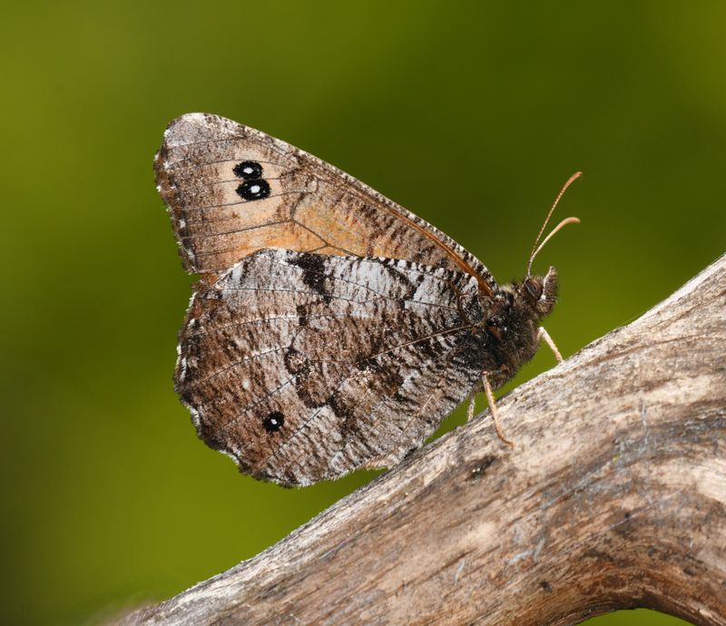 Great Arctic: Oeneis nevadensis