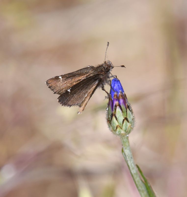 Common Roadside Skipper: Amblyscirtes vialis