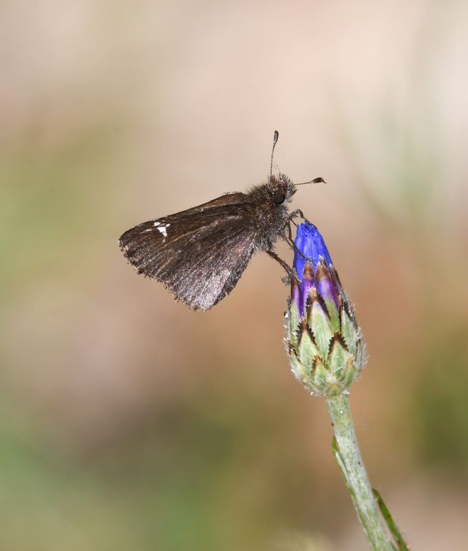 Common Roadside Skipper: Amblyscirtes vialis
