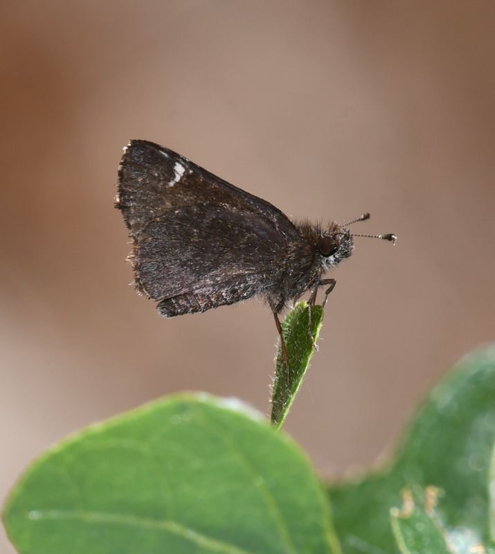 Common Roadside Skipper: Amblyscirtes vialis
