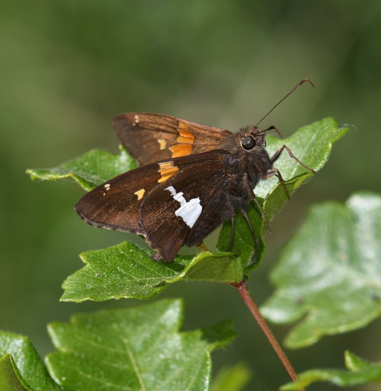 Silver-spotted Skipper: Epargyreus clarus