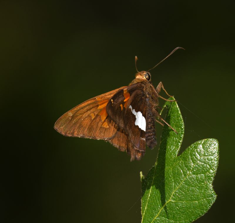 Silver-spotted Skipper: Epargyreus clarus