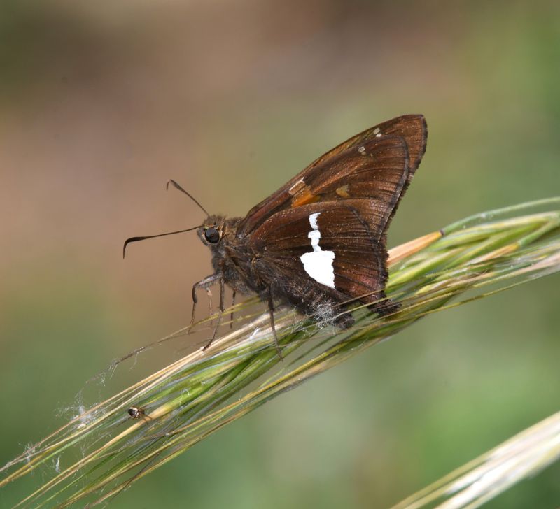 Silver-spotted Skipper: Epargyreus clarus