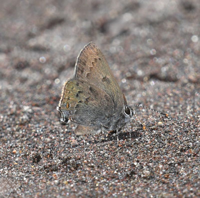 Goldhunter's Hairstreak: Satyrium auretorum