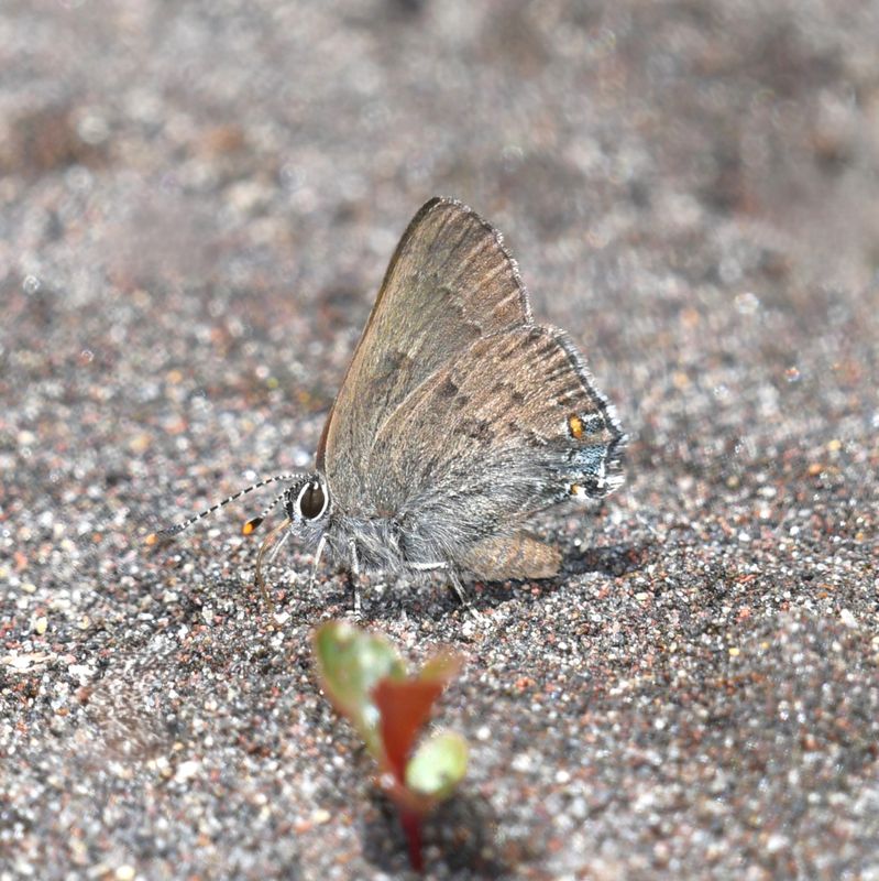 Goldhunter's Hairstreak: Satyrium auretorum